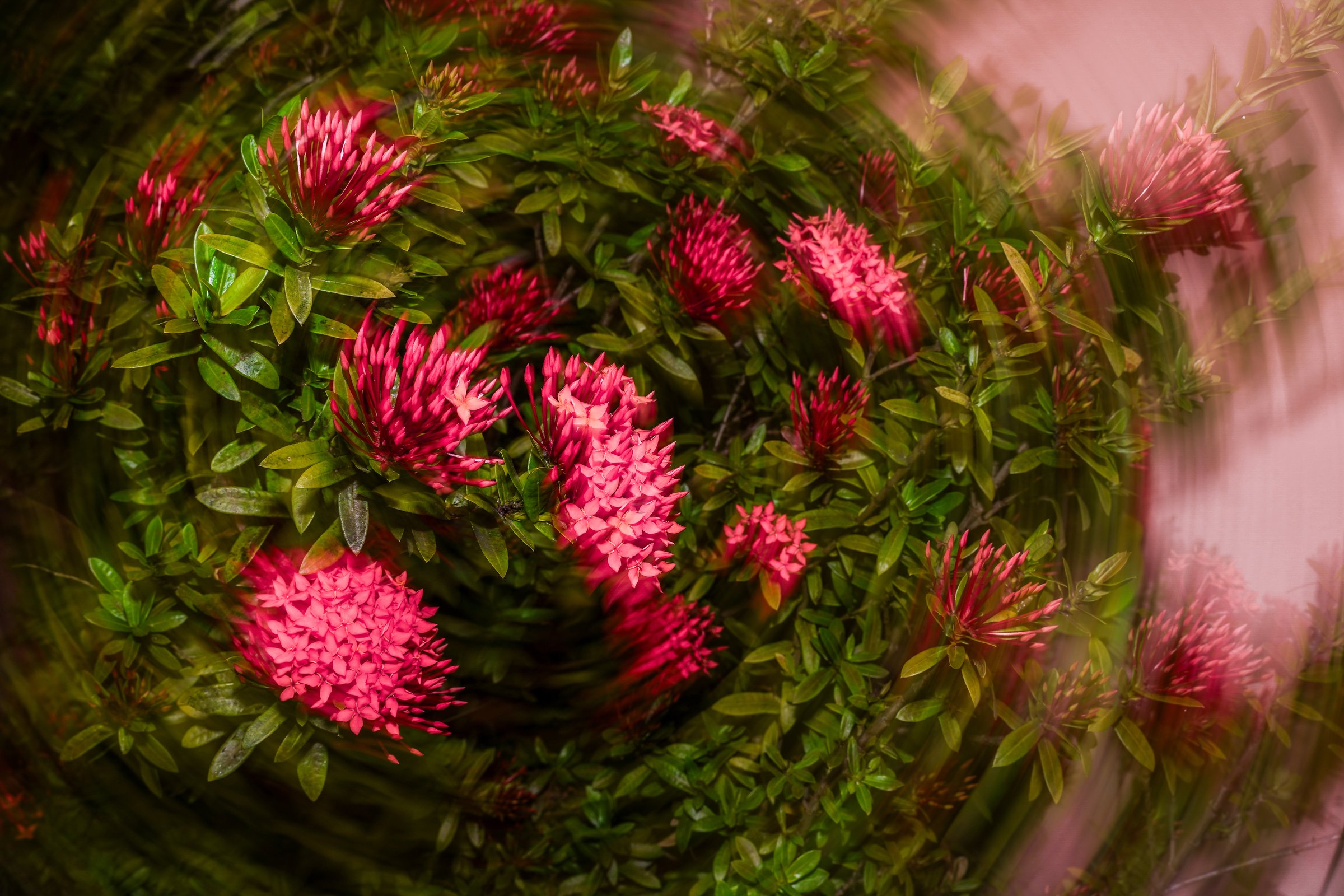 Zoom burst effect on flowers creating radial streaks of color and light